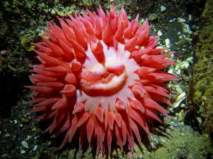 sea_anemone.jpg